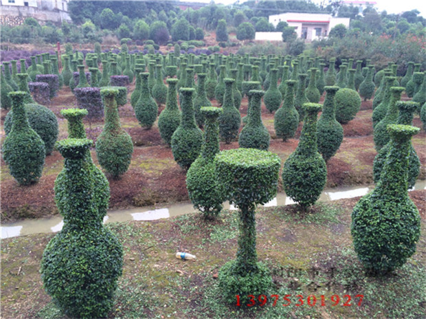 1.5mС~Ůֲؑ͡：~ꜝ͡gŮؑͻƿ