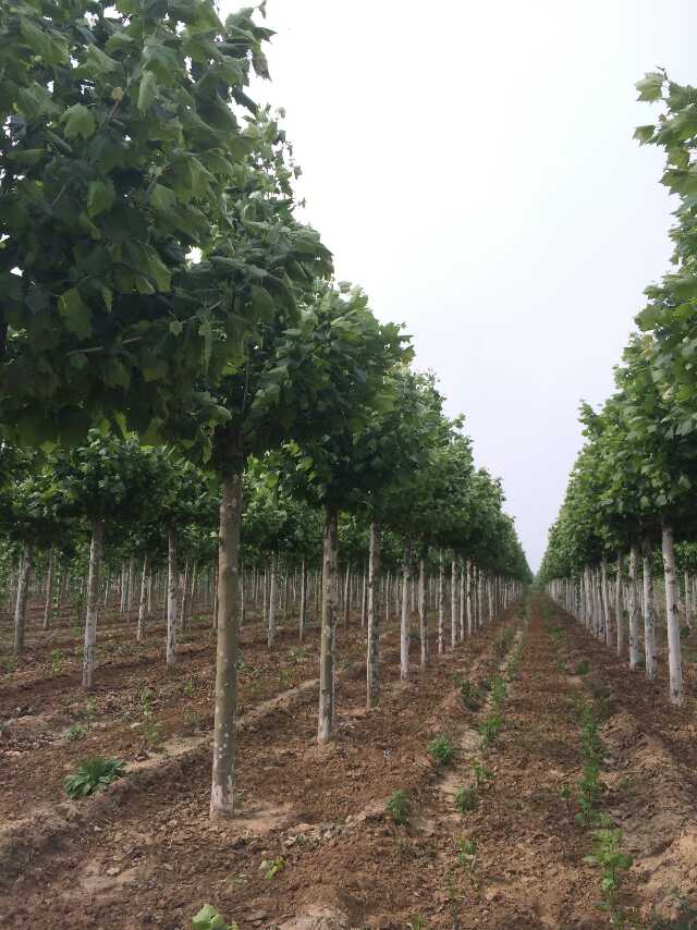 ͩС硢ѻ4-12Ϟ(gu)ľ