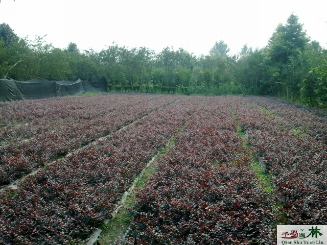 F݃|t^ľɫK硢30ߵt^ľľ̎r