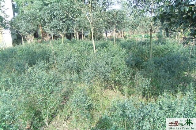 ľС~Ůؑ40100ָߡŮؑ