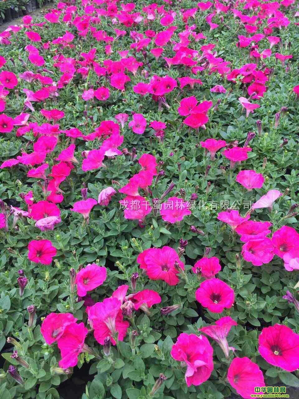 ݻءr܃r񡢲ݻ繤