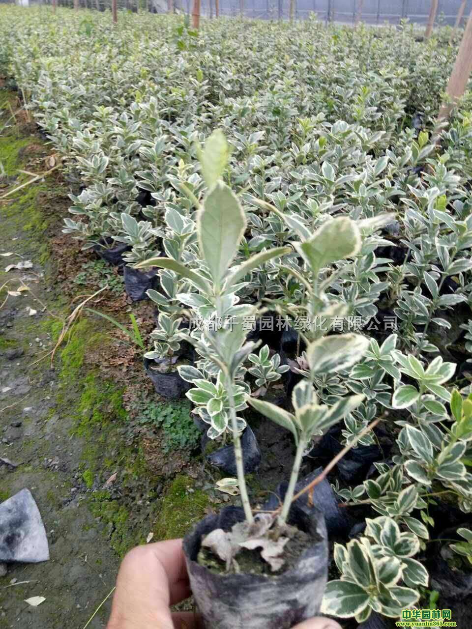 Fݽ߅Sl(f)س۽߅SС籭