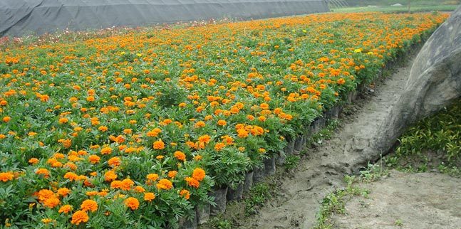 ϾG·ÿȸݱ硢ȸݳɫ