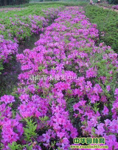 NӳɽtëNNļ𡢵𡢽߅SɭŮؑ