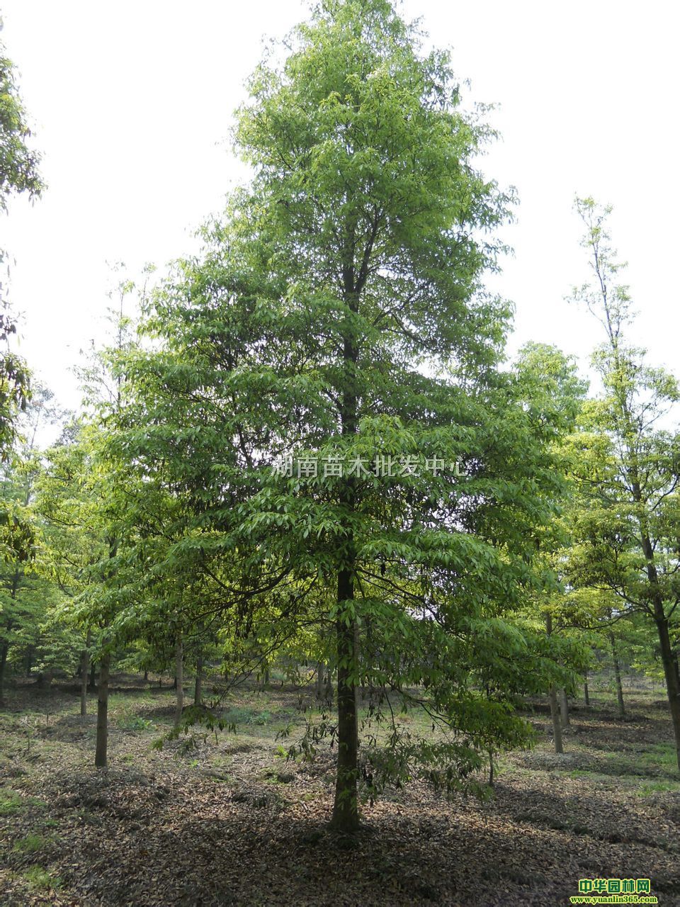 СzľСС~zľ~zľ