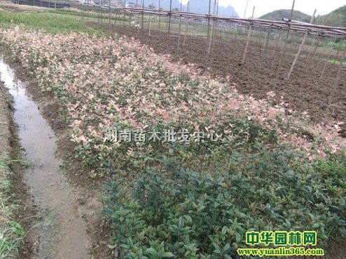 ʹļtʹСzľľС