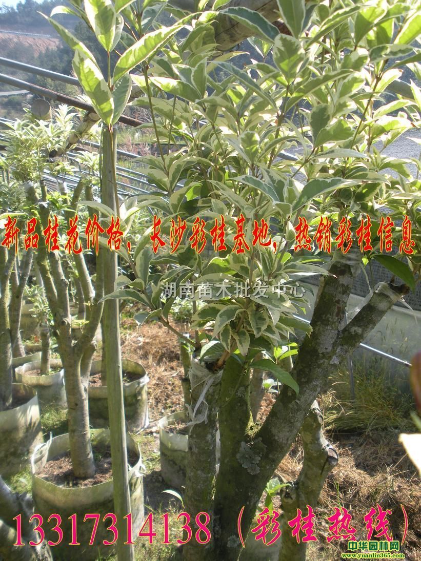 ʹtzľɫݡVm