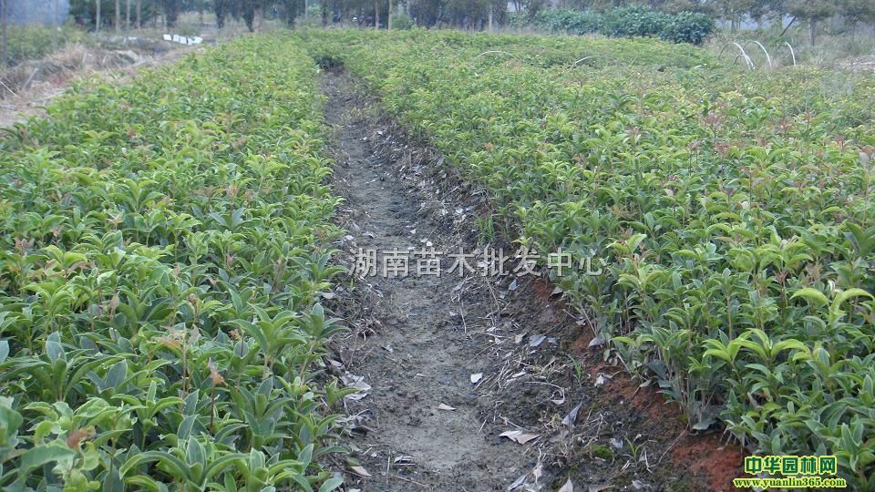 S𻨡ʹľʹ𡢇ɫ㡢ļ