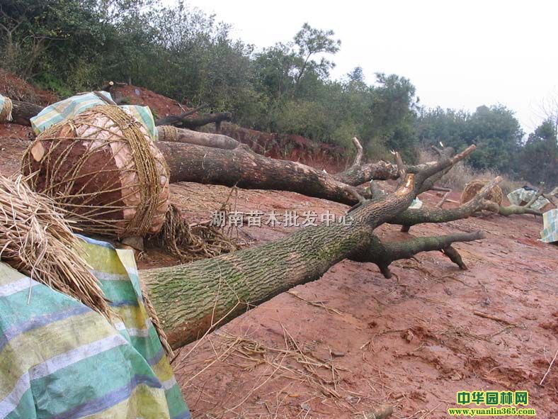 ؗUǼݡҰ䡢Ե𡢻tpʹ