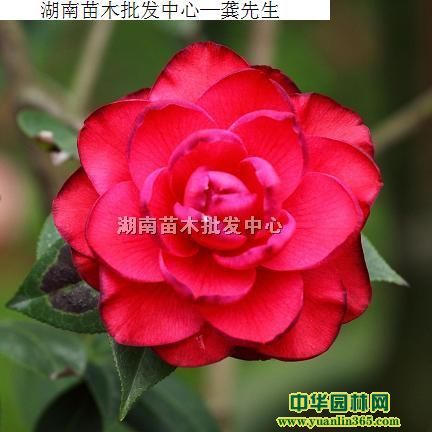 ܘ䡢t^ľ򡢶NNrNt~軨