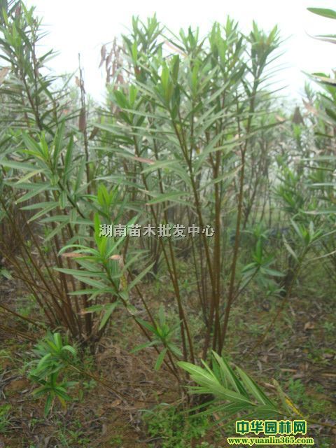 yӡͲ衢ѩɡˮɼࡢ׶ࡢܽػA