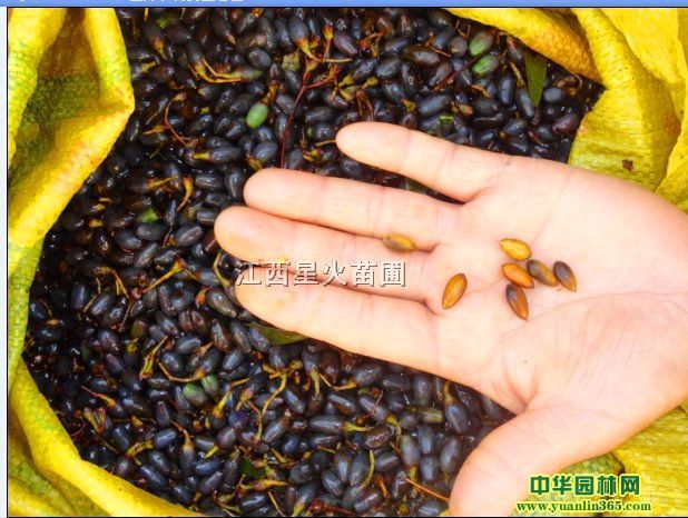 E骷NӡľNӡС~E骷N