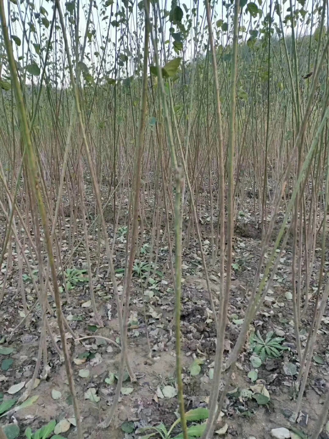 (yng)(dng)t÷ޱѻtmt~tȸNС