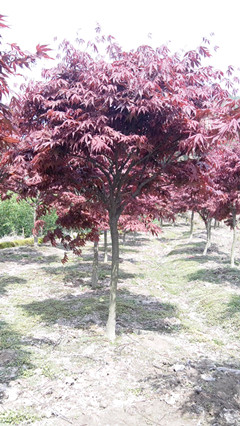 t~ඡľzġtɼ÷t~ʯС