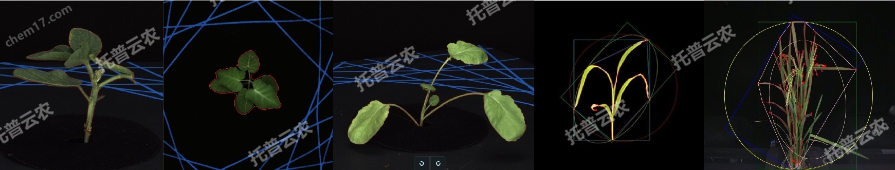 盆栽植物二維數字表型采集分析系統