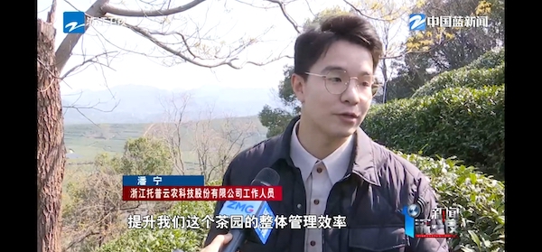 春茶開采正當時！揭秘托普云農如何用科技“制”出一杯數字好茶