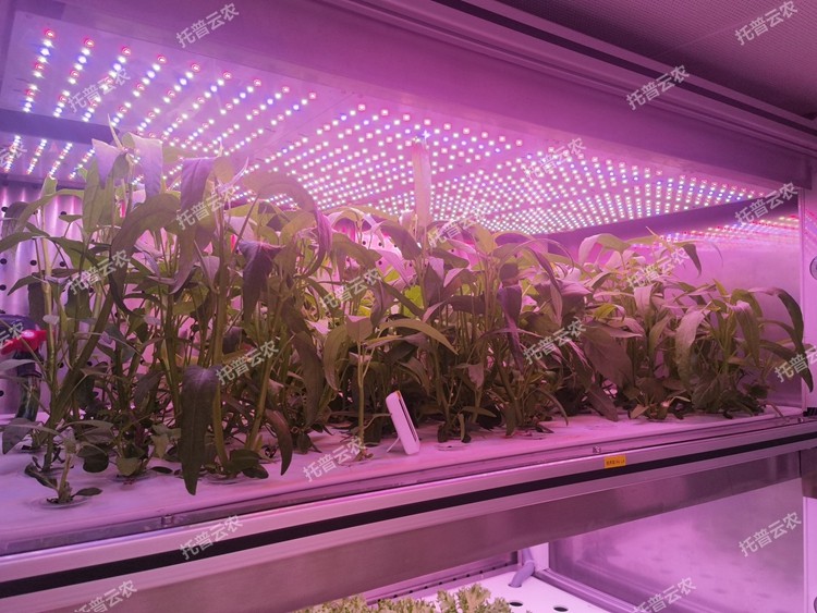 植物工廠