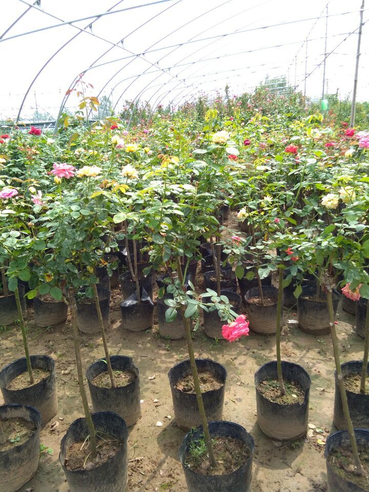 (yng)(d)U¼WٱS¼DƬ