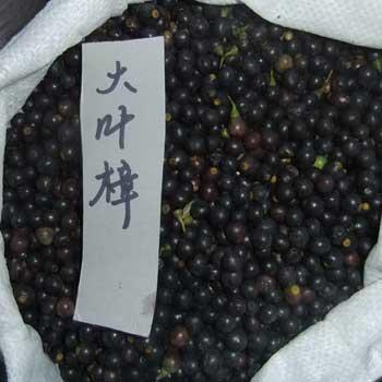 大葉樟種子圖片