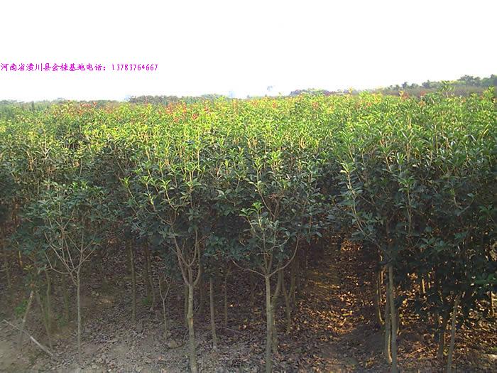 ¹𻨃r(ji)ļ𻨃r(ji)¹𻨃r(ji)񣬽𻨃r(ji)DƬ