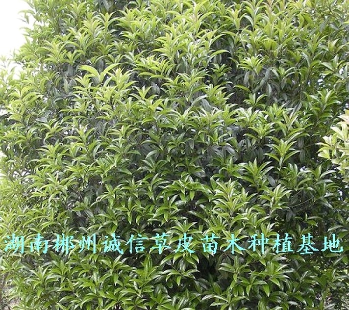 八月桂花樹圖片