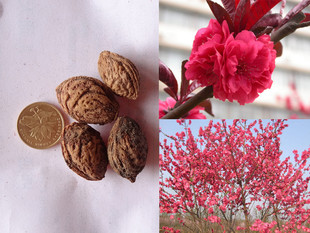 紅葉碧桃種子圖片