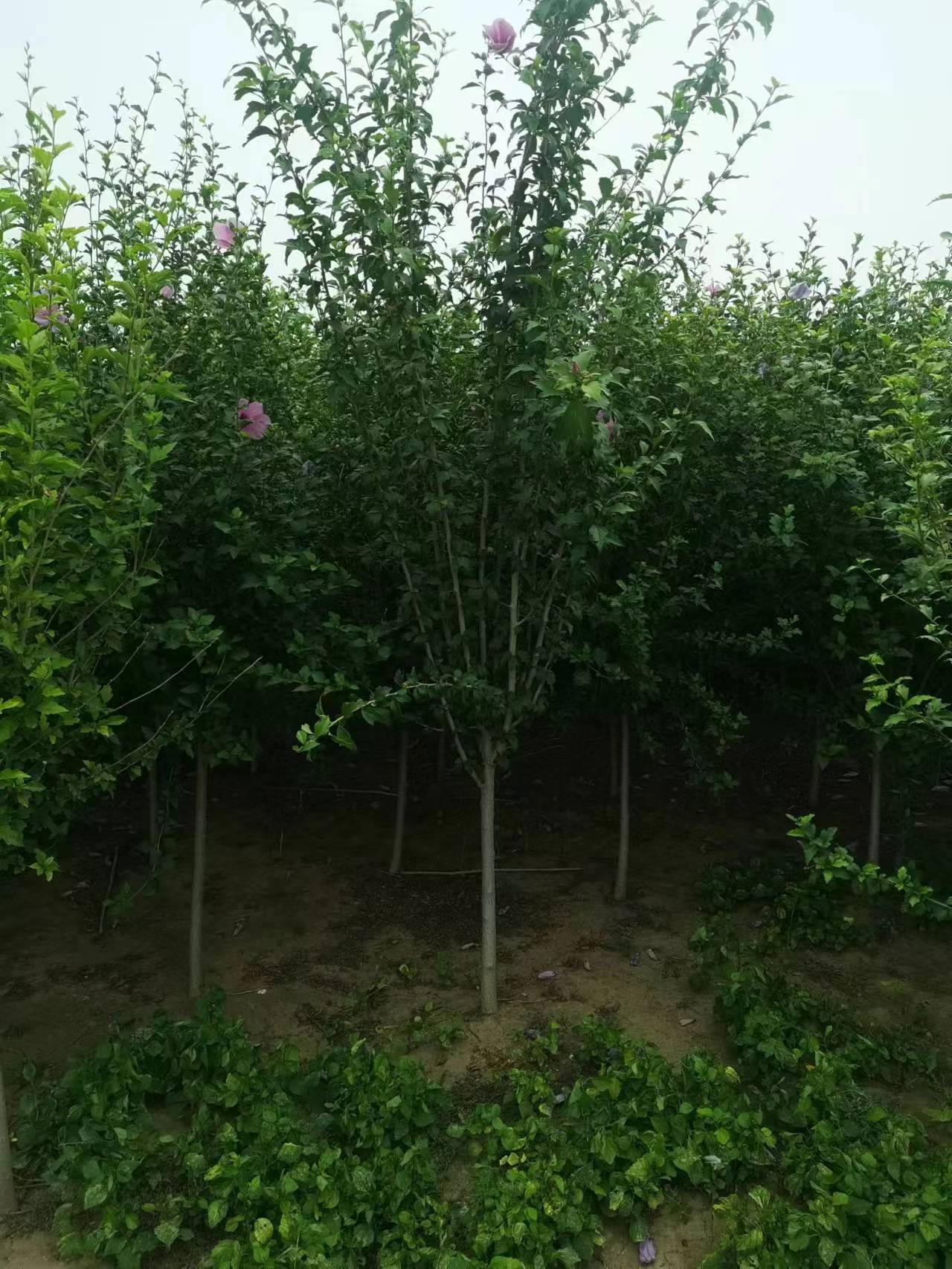 3ľ ӱUľľ (sh)һfÈDƬ