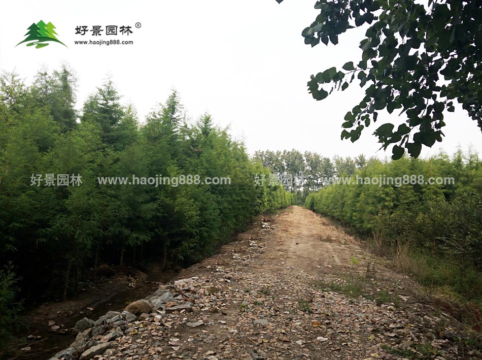 墨西哥落羽杉圖片