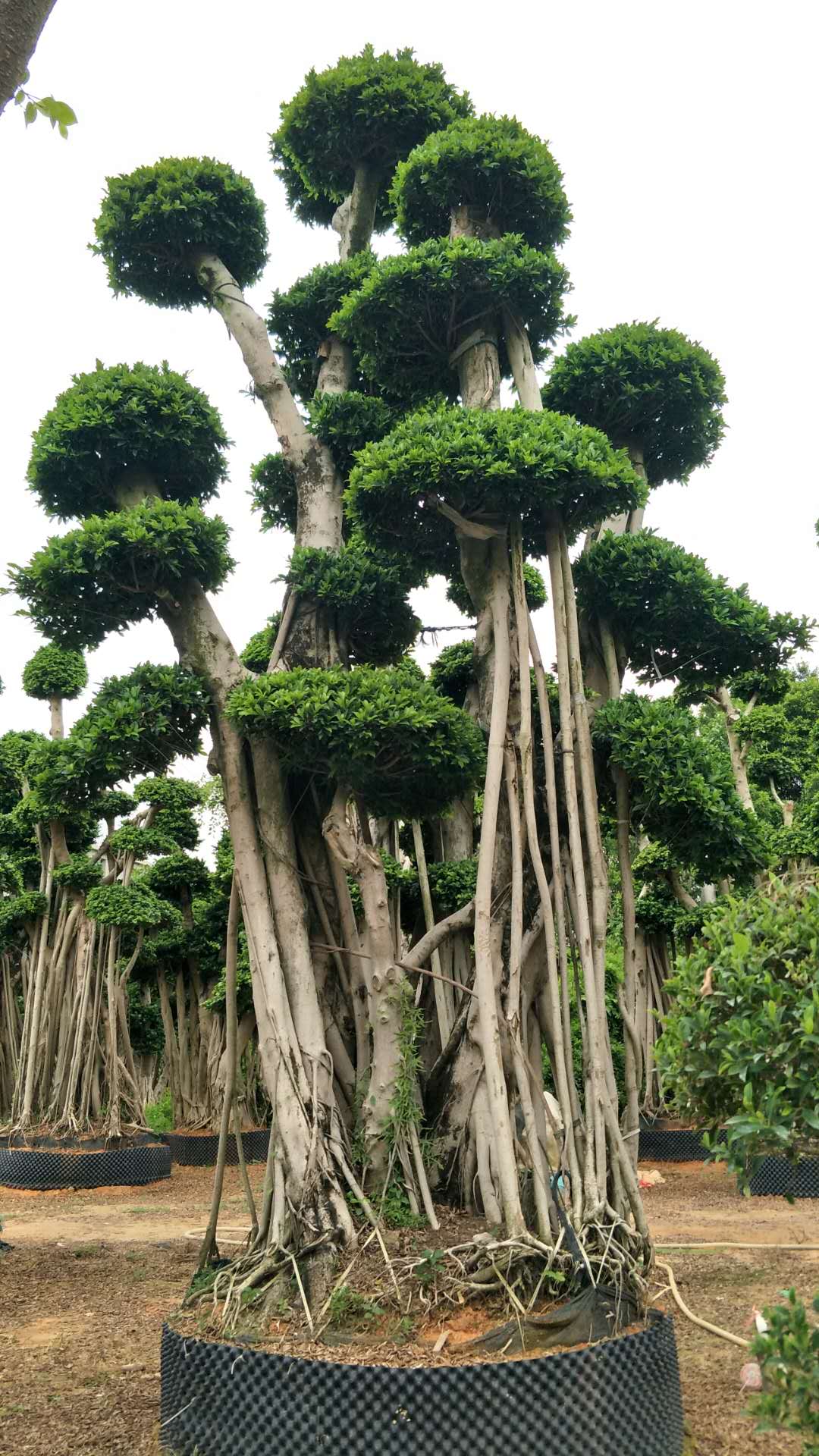 Ʒ޽ͽXС~Ř䘶^辰DƬ