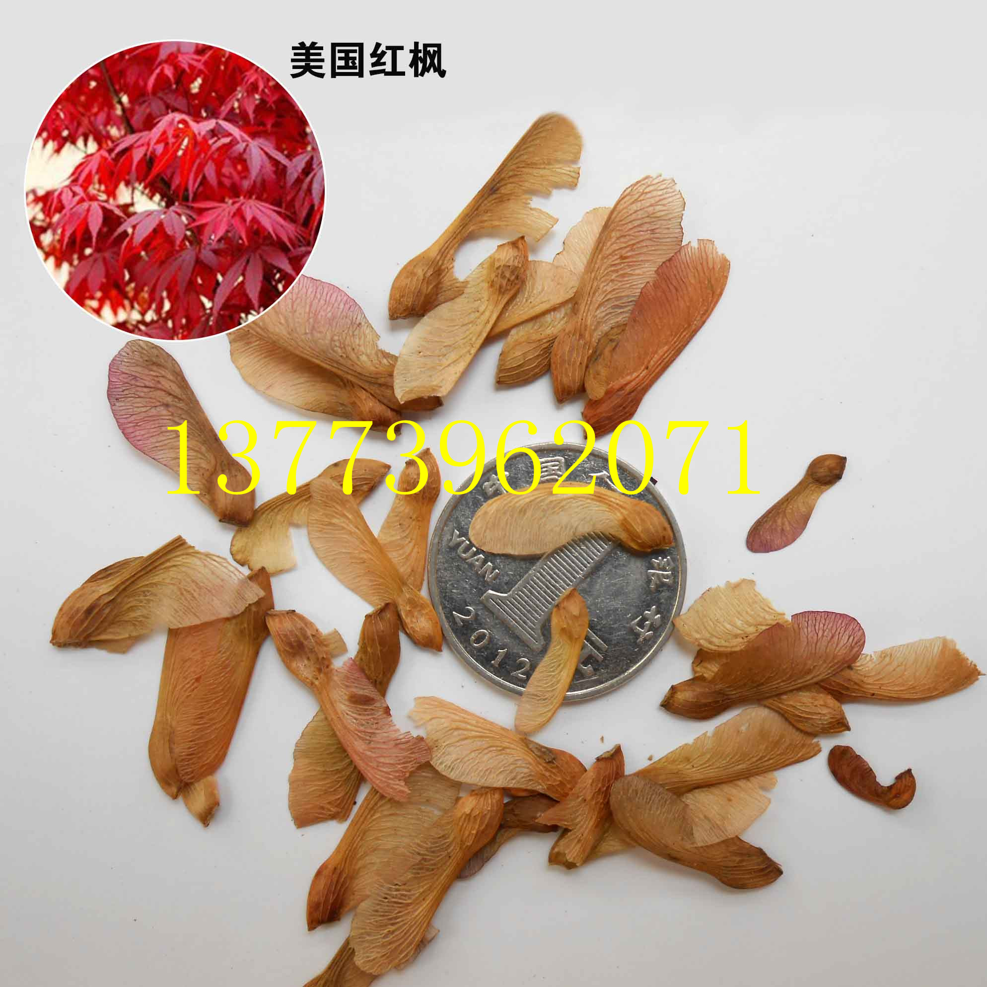 美國紅楓種子圖片