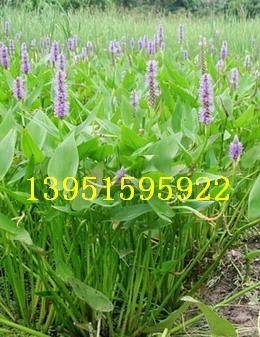 ~ ǧ ˮ۲ ǧˮܴRۈDƬ