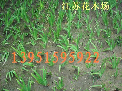 mSβ S ϻSβ׻SβDƬ