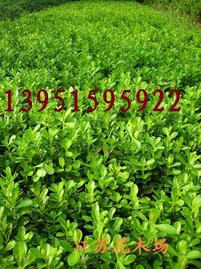 С~SŮؑS߅S~Ůؑt~С޵紲СDƬ