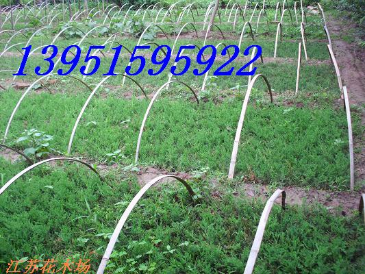 NC Ůؑ S ɰ Nޱ ¼ \ǤDƬ