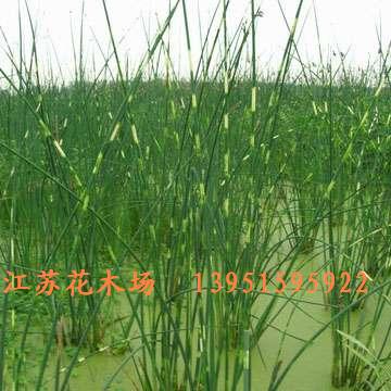 ~ˮ[ǧˮTˮSβSѺ݈DƬ