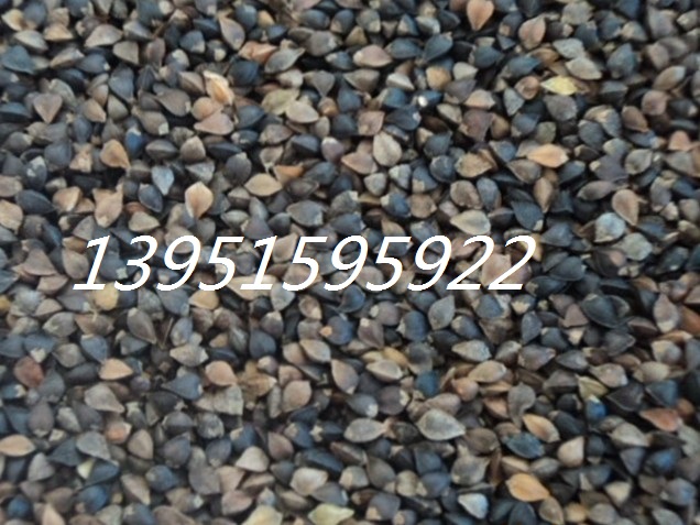 苦蕎麥種子圖片