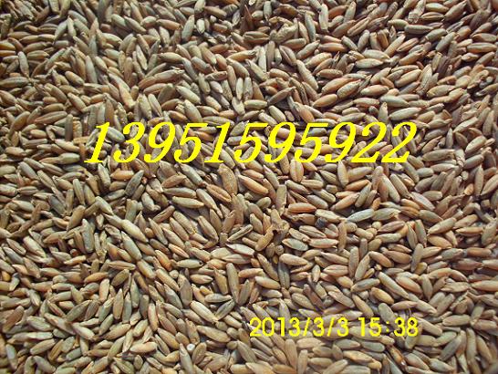 冬牧70黑麥蕎麥大麥雁麥種子圖片