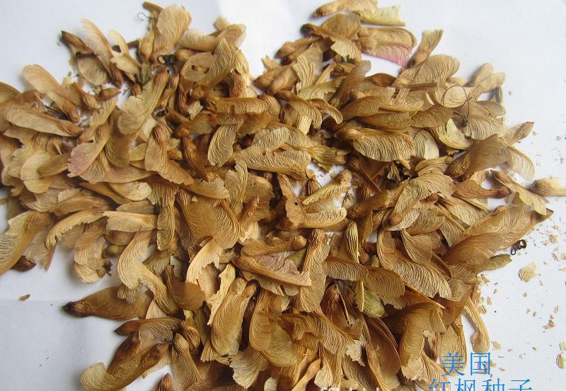 美國紅楓種子圖片