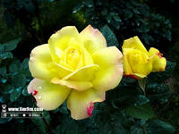 f࣬С~S磬¼磬뻱(D) DƬ