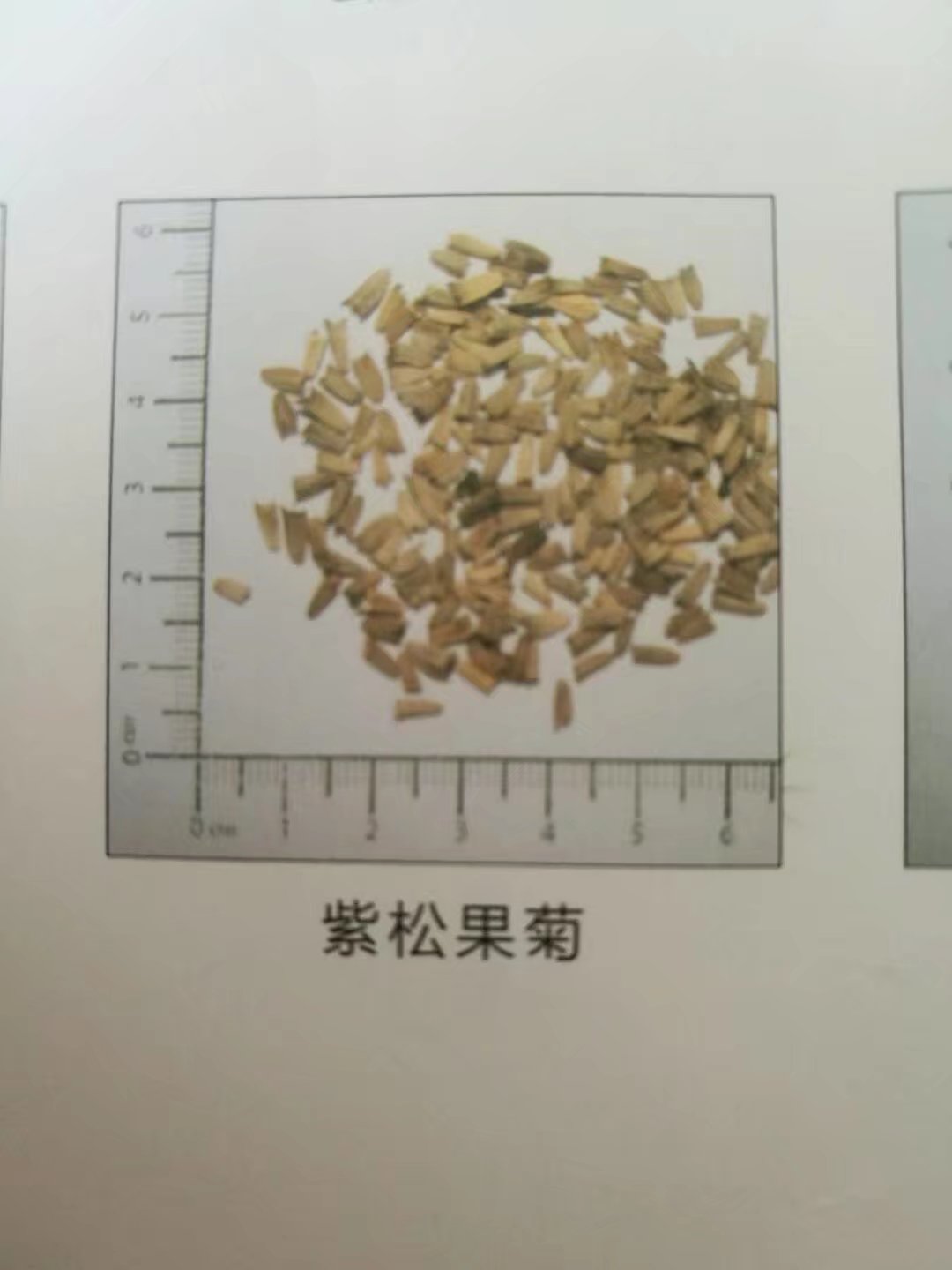 紫松果菊種子圖片