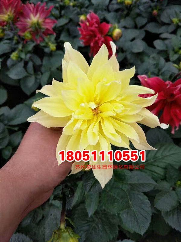 重瓣黃色大麗花盆栽圖片