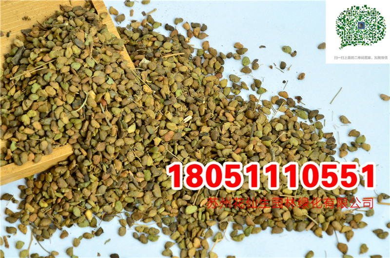 優質黃櫨種子最新實拍圖片廠家直銷價格圖片