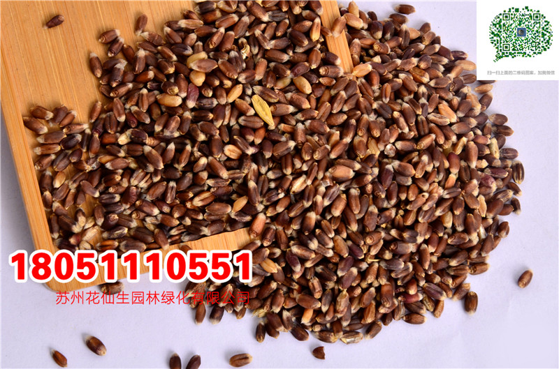 l|ϡƷNСNӡNӡڌR1̖6̖DƬ