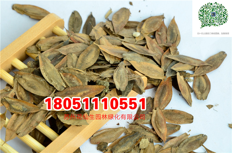 l|ٷNӮ²ɷNĈDƬSֱNrDƬ