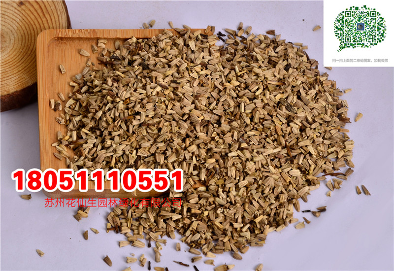 批發優質松果菊種子當年新采種子最新實拍圖片廠家直銷價格圖片