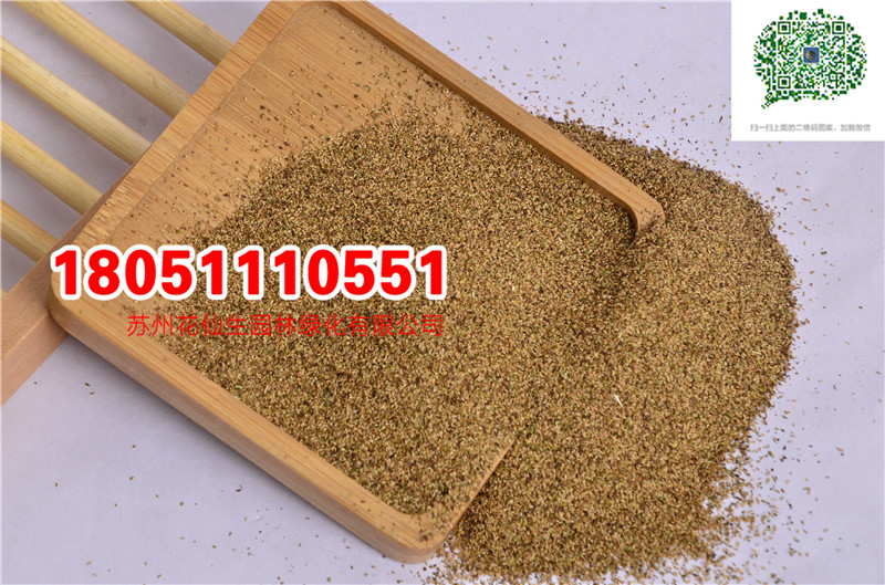 批發優質千屈菜種子當年新采種子最新實拍圖片廠家直銷價格圖片