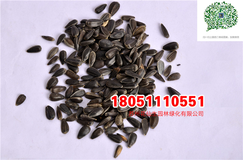 l|տNӮ²ɷNĈDƬSֱNrDƬ