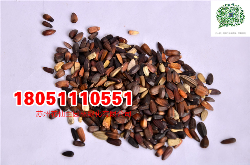 l|tտNӮ²ɷNĈDƬSֱNrDƬ