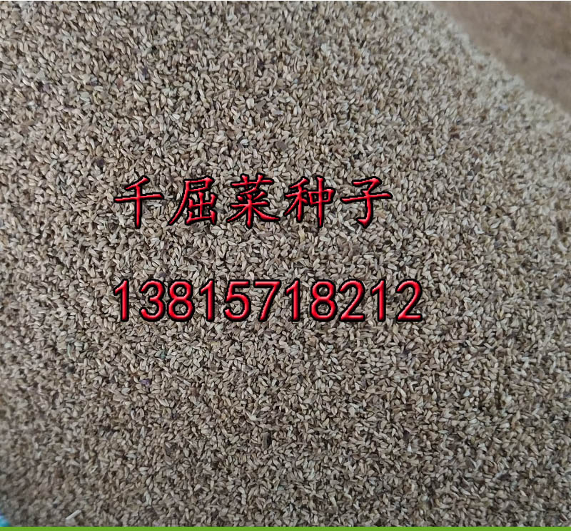 千屈菜種子圖片