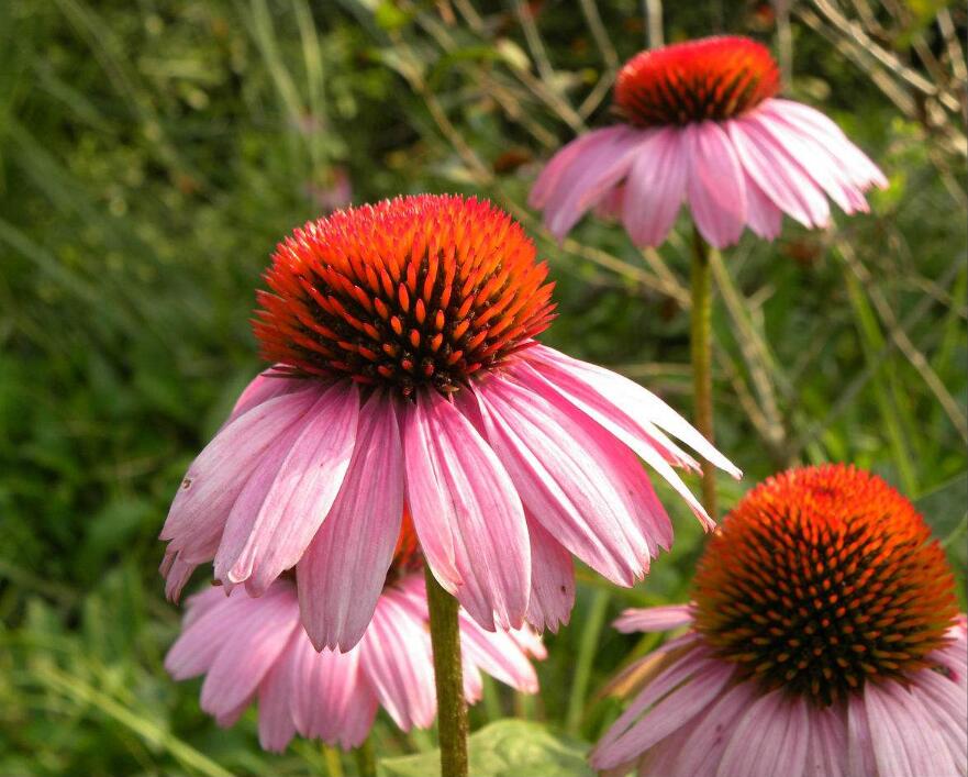 松果菊種子圖片